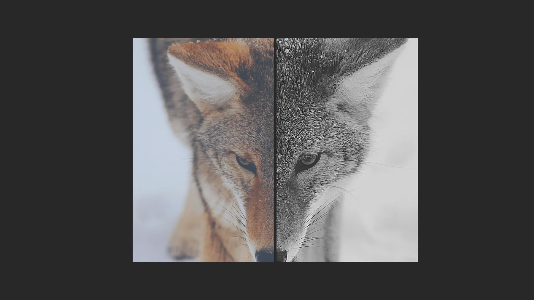 Split artwork combining a fox and a wolf