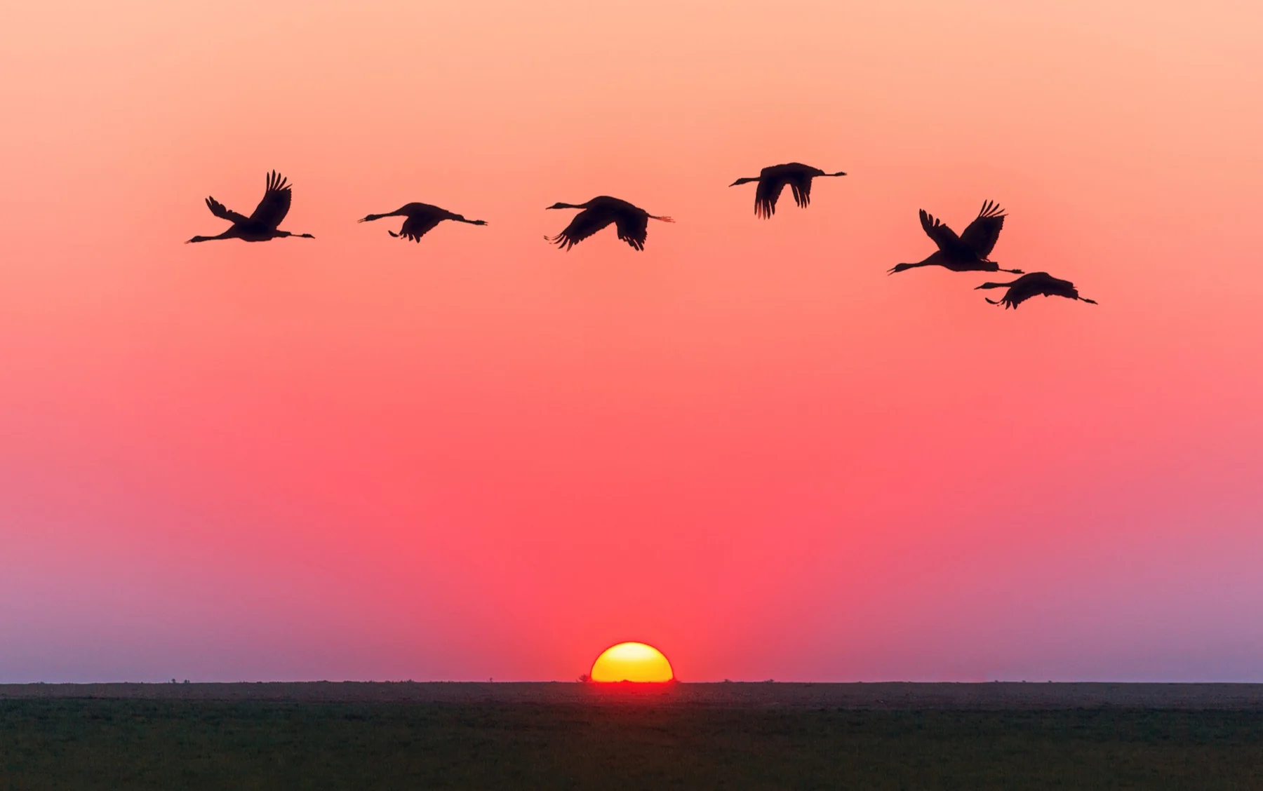 Birds flying over the sea at sunset
